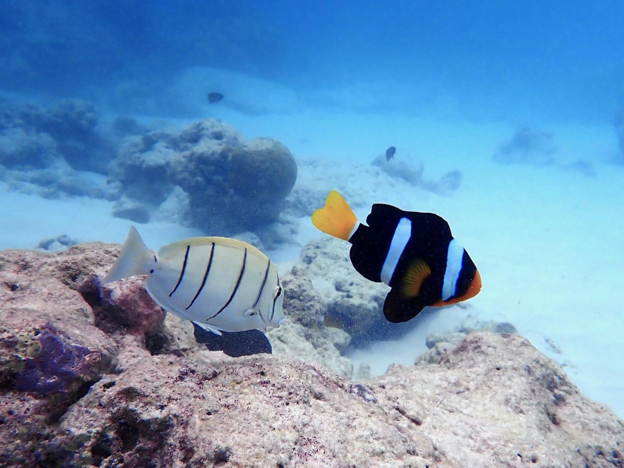 The Barefoot Eco Hotel Hanimaadhoo Island Esterno foto