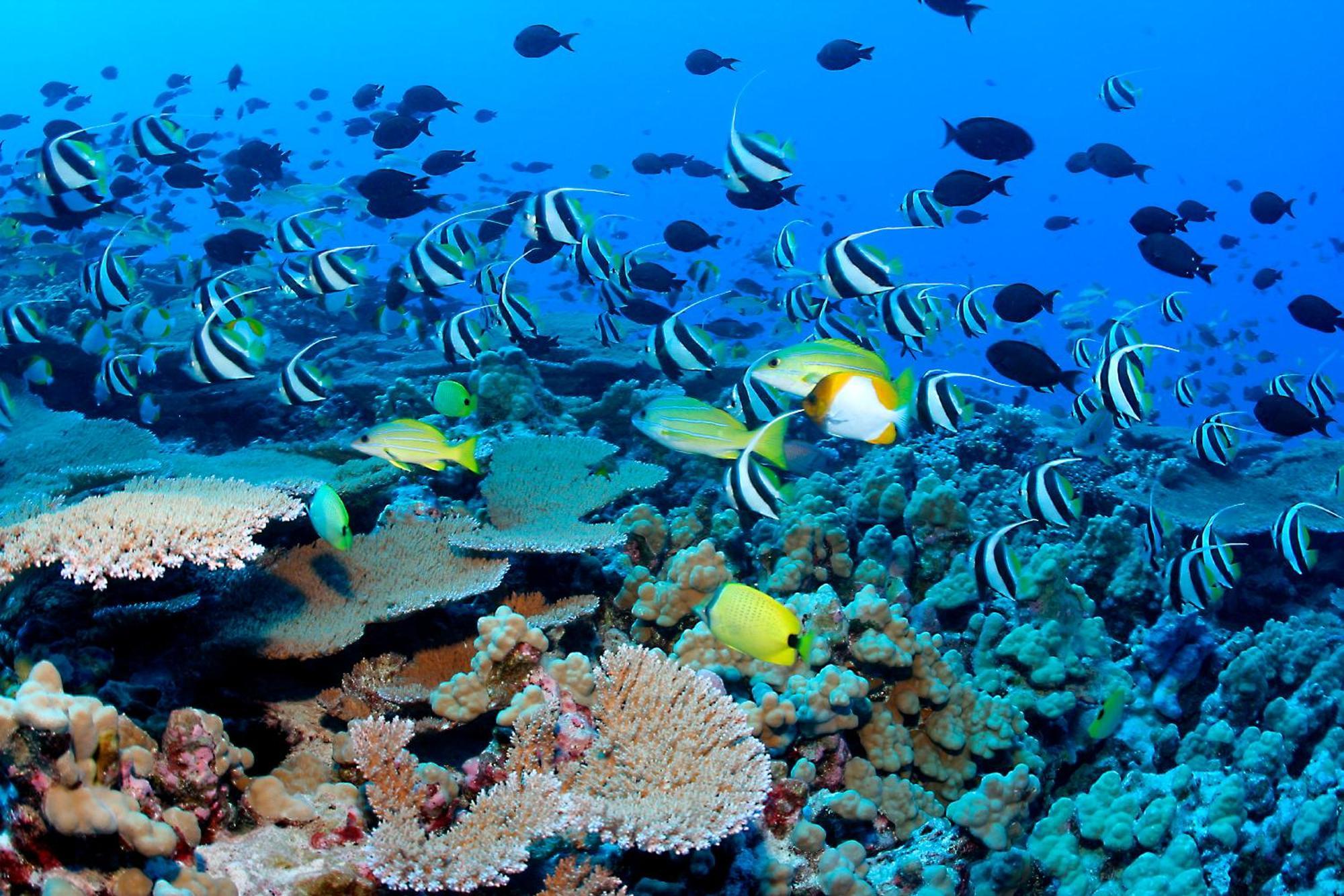 The Barefoot Eco Hotel Hanimaadhoo Island Esterno foto