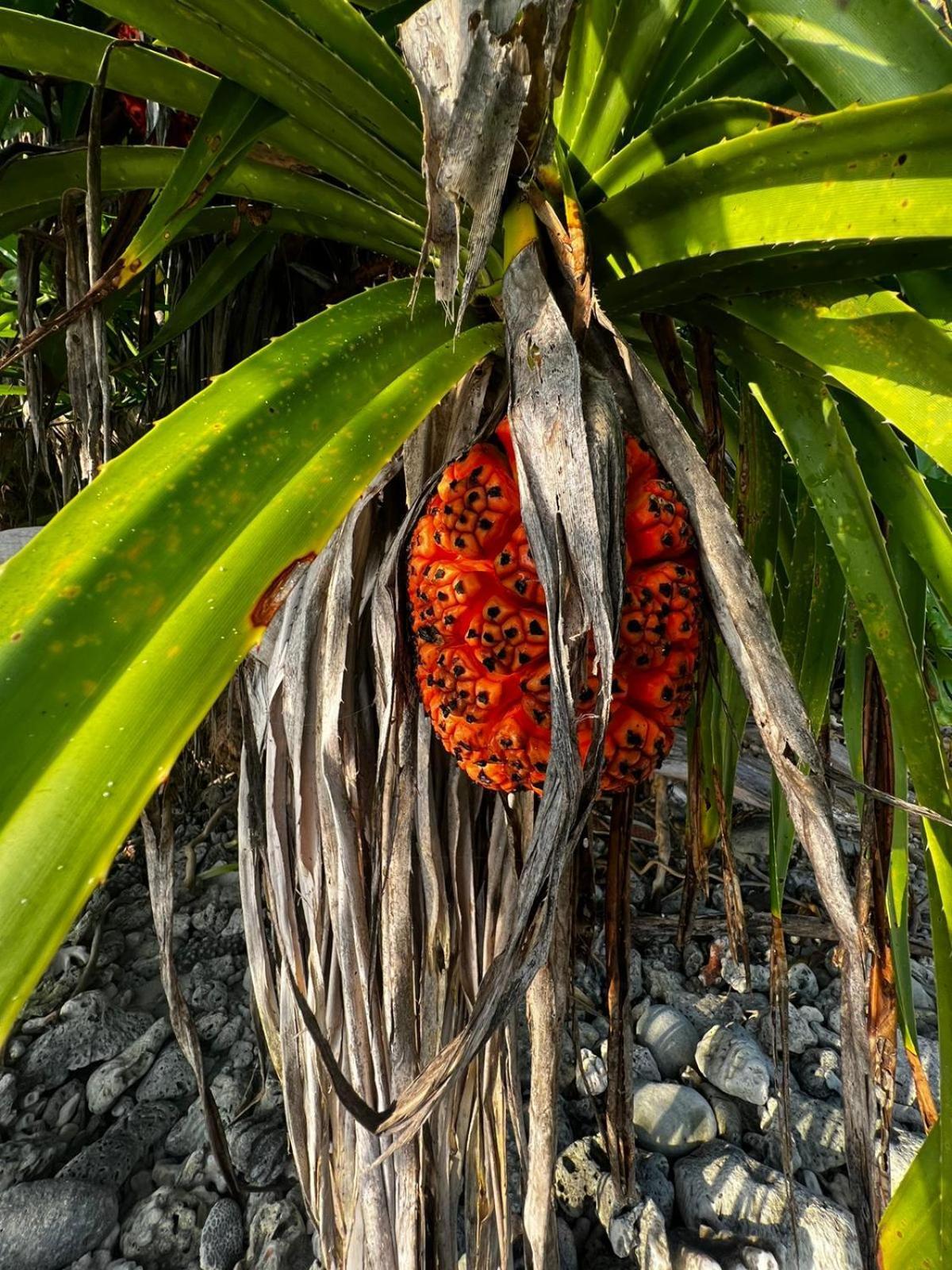 The Barefoot Eco Hotel Hanimaadhoo Island Esterno foto
